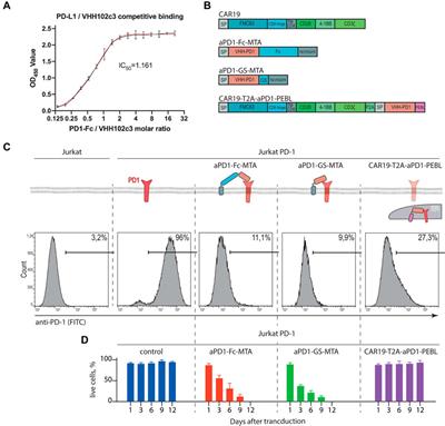 Engineered Removal of PD-1 From the Surface of CD19 CAR-T Cells Results in Increased Activation and Diminished Survival